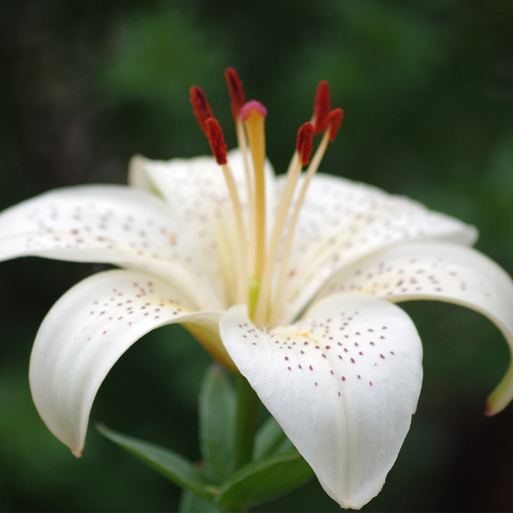 Scarlet Flame - Perfume Unisex Luxury