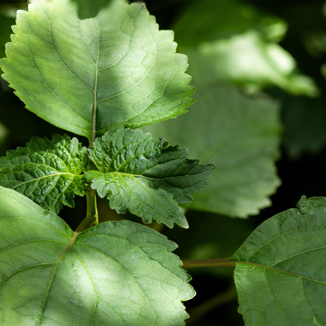 Dark Nectar - Perfume de Hombre 70Ml